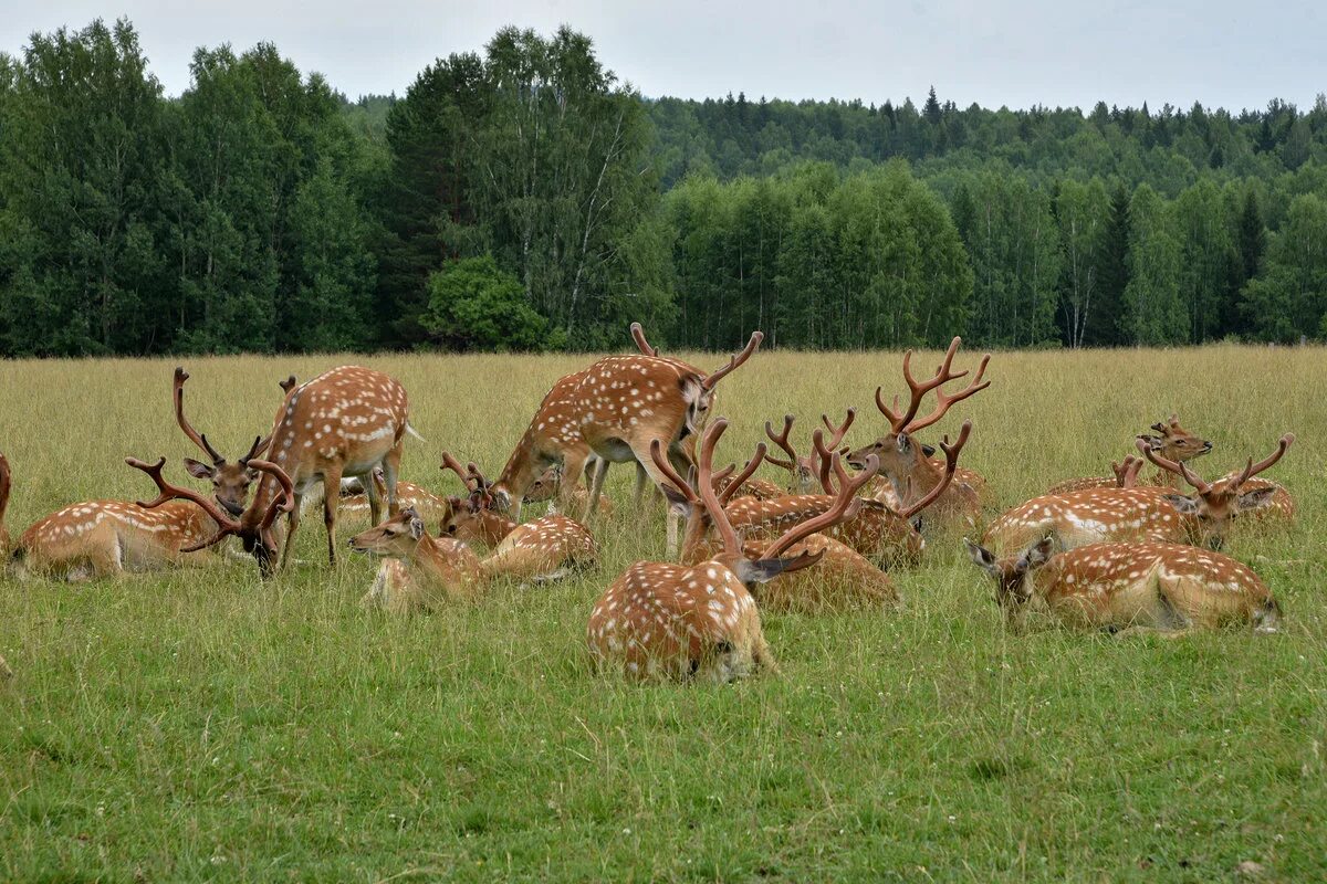 Оленья ферма нижний