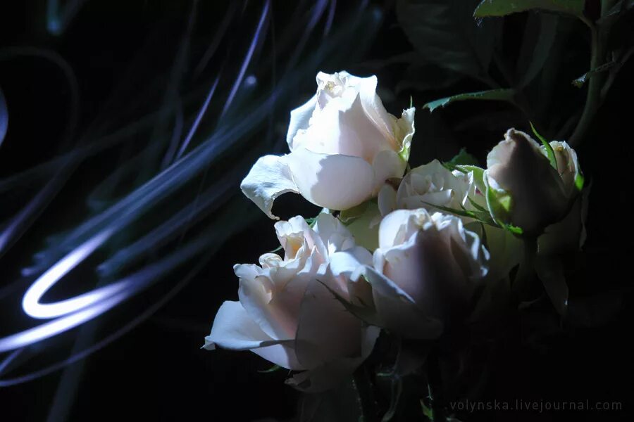 Букет роз ночью. Цветы вечер. Букет цветов ночью. Шикарный ночной букет. Ночной цветок.