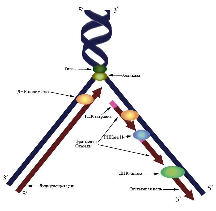 Как называются цепи днк. Репликация ДНК ФРАГМЕНТЫ Оказаки. Схема репликации ДНК эукариот. Репликация ДНК 5 И 3 концы. Схема репликации вилки ДНК.