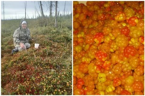 Семена морошки