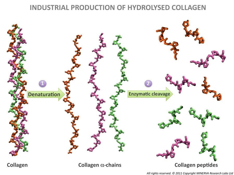 Коллаген гидролизованный структура. Коллаген формула белка. Пептиды коллагена строение. Коллагена гидролизат структурная формула.