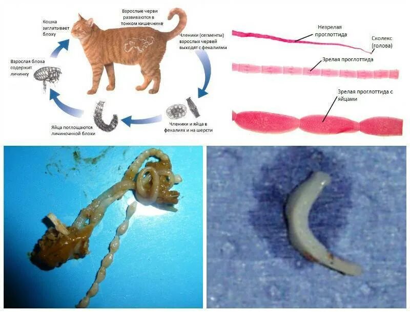 Строение внутренних паразитов. Цестодозы гельминты у кошек. Цестоды ленточные гельминты у кошек. Ленточные глисты у кошки цестоды. Паразит кошачий цепень.