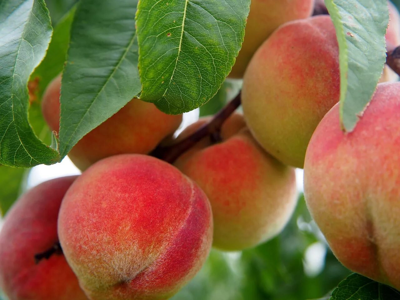 Peach apricot