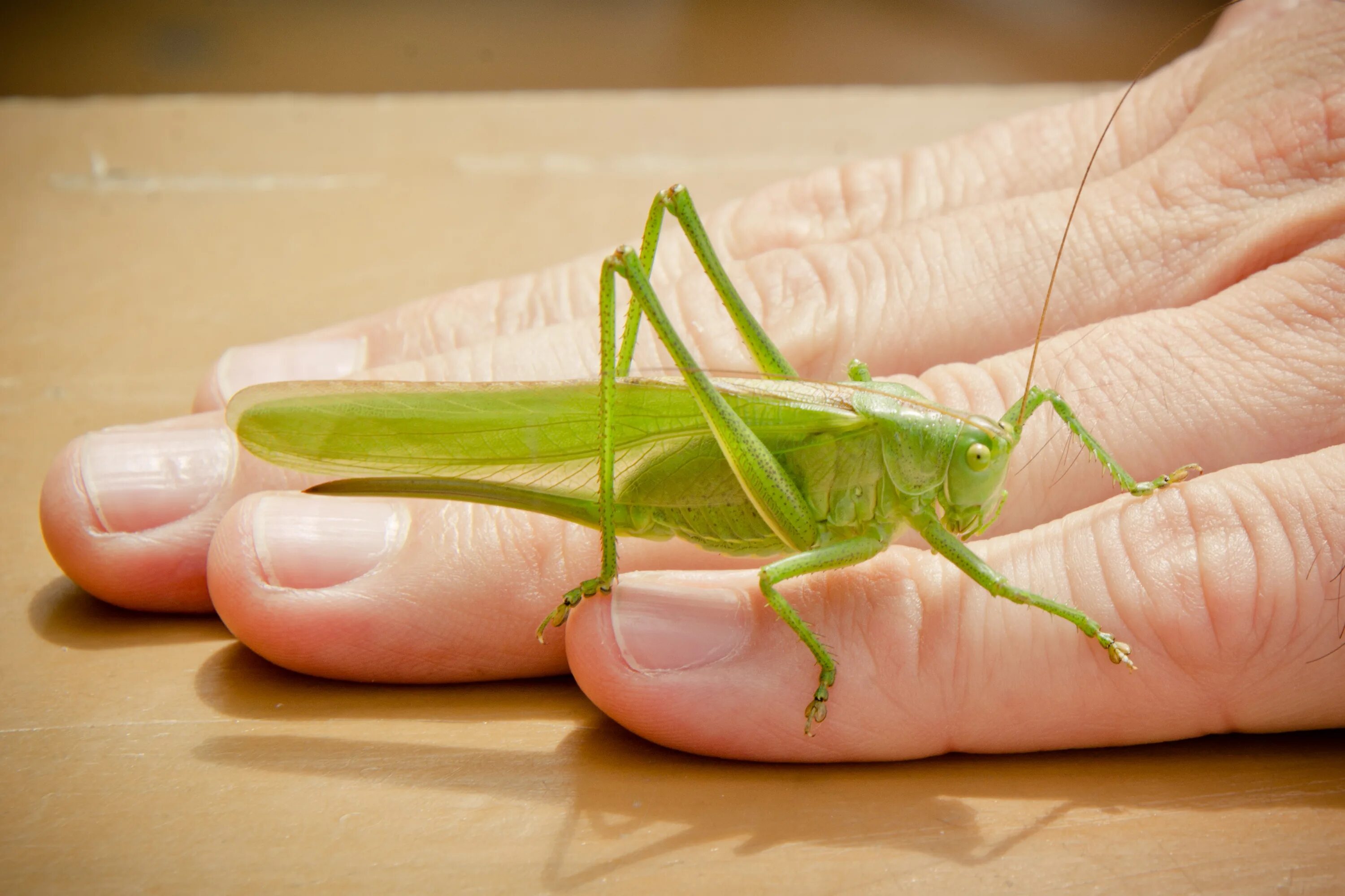 Кузнечик Теттигония. Tettigonia viridissima. Зелёный кузнечик. Большой зеленый кузнечик. Кузнечик пальчик