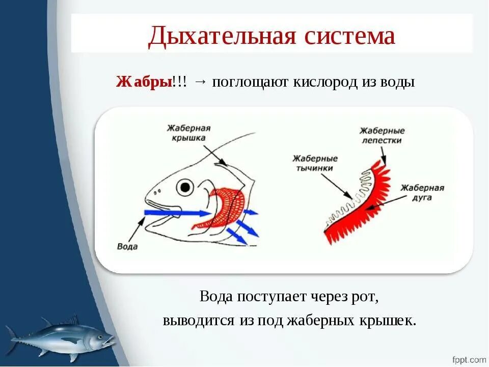 Дыхание рыб в воде. Строение жаберного аппарата костистой рыбы. Дыхательная система костных рыб схема. Строение жаберного аппарата костных рыб. Строение жабр костистых рыб.