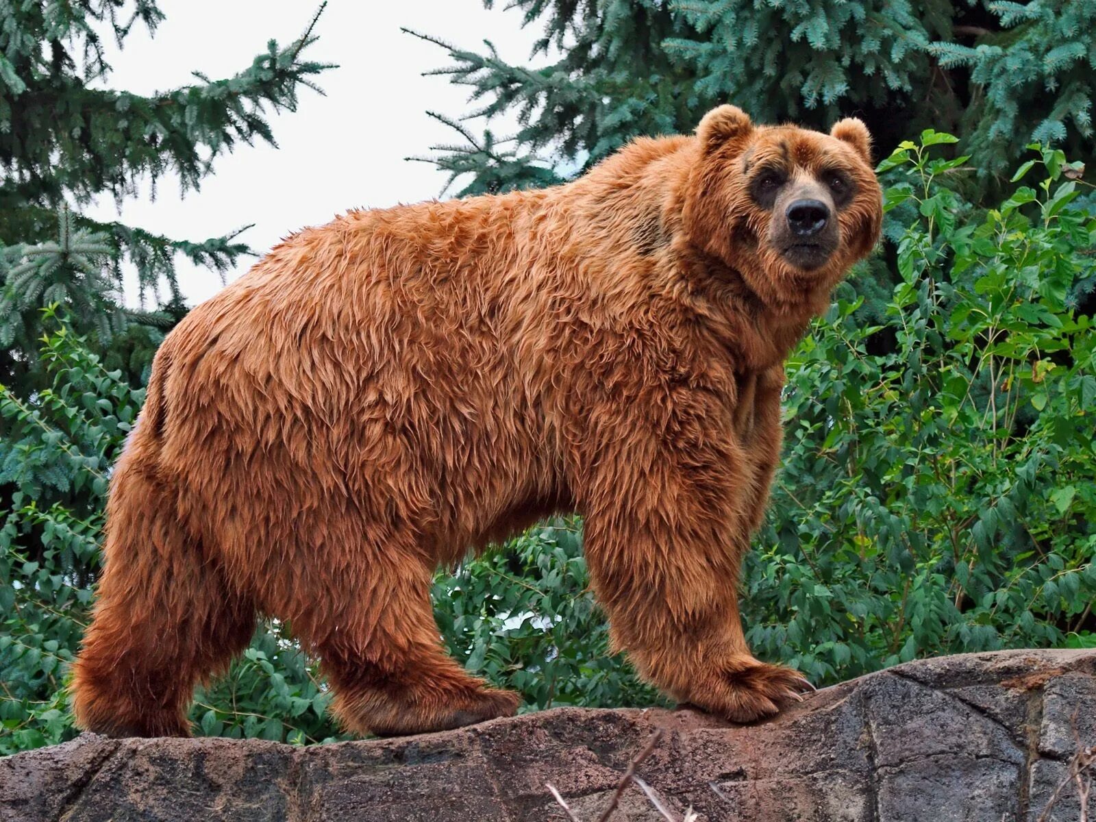 Медведь в полный рост. Бурый медведь Кадьяк. Большой бурый медведь Кадьяк. Подвид бурого медведя- Кадьяк. Аляскинский бурый медведь.