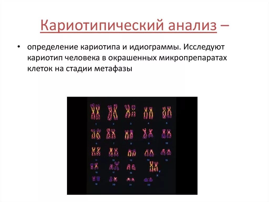 Кариотип человека определяют. (Ге48) исследование кариотипа. Кариотип. Методы исследования кариотипа.. Цитогенетическое исследование кариотип супругов. Цитогенетический метод окрашивание хромосом.