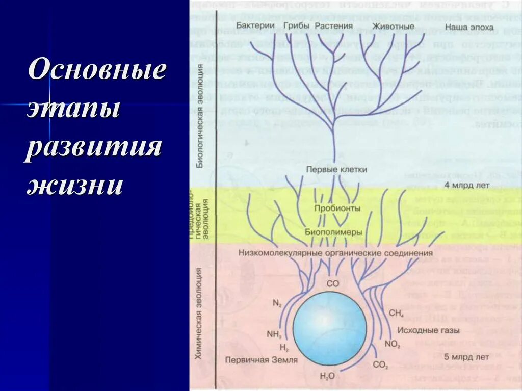 3 этапа развития жизни на земле. Основные этапы развития жизни. Основные этапы формирования жизни. Основные этапы эволюции жизни на земле. Основные этапы формирования жизни на земле.