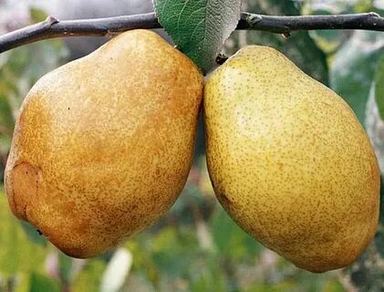 Груша изюминка крыма описание сорта