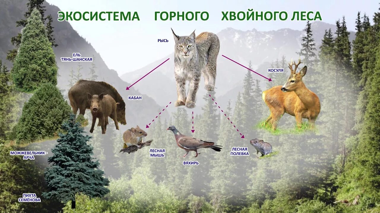 Живые организмы в горах. Биогеоценоз хвойного леса. Пищевая цепочка леса. Природная цепочка питания. Обитатели экосистемы.