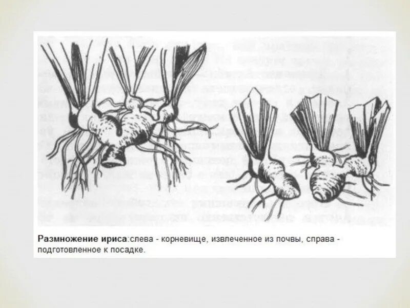 Деление корневища. Размножение делением корневища. Ирисы корневищные посадка. Размножение ириса корневищем. Размножение делением куста корневище.