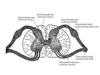 Передние рога мозга