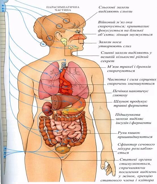 Какие органы у человека с левой. Расположение органов спереди. Внутренние органы человека схема расположения вид сзади. Расположение органов у человека сбоку. Строение органов человека рисунок сзади.