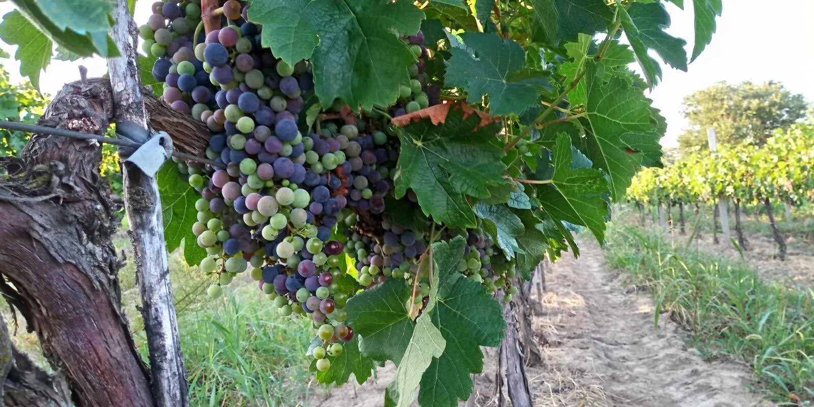 Videa Red And Green Grapes - procházejte videa 14,146 ve vysokém rozlišení Adobe