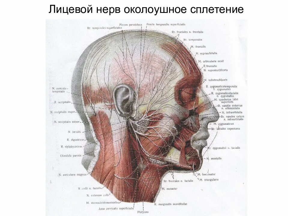 Карта лицевых нервов. Топографическая анатомия лицевого отдела. Лицевой отдел головы топографическая анатомия. Топографическая анатомия нервы головы. Области лицевого отдела головы топографическая анатомия.