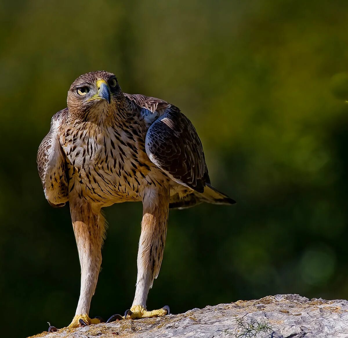 Крик птицы ястреба. Ястребиный Орел Hieraaetus fasciatus. Индийский Ястребиный орёл. Орел карлик и Ястребиный Орел. Степной ястреб.