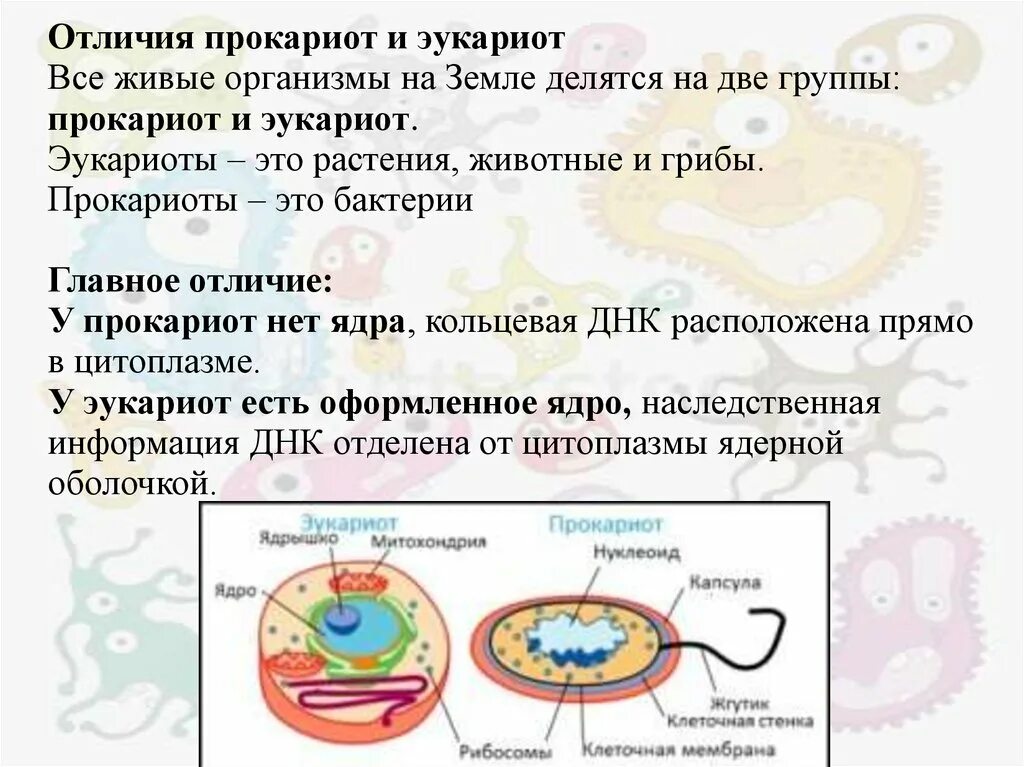 Клетки прокариот отличаются