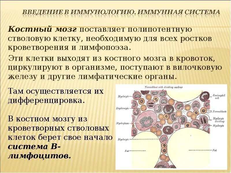 Функции мозга в костях. Функции красного костного мозга в иммунной системе. Красный костный мозг иммунная система строение. Структуры красного костного мозга иммунология. Строение красного костного мозга иммунология.