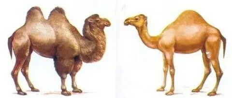 Камера қынапқа салынған