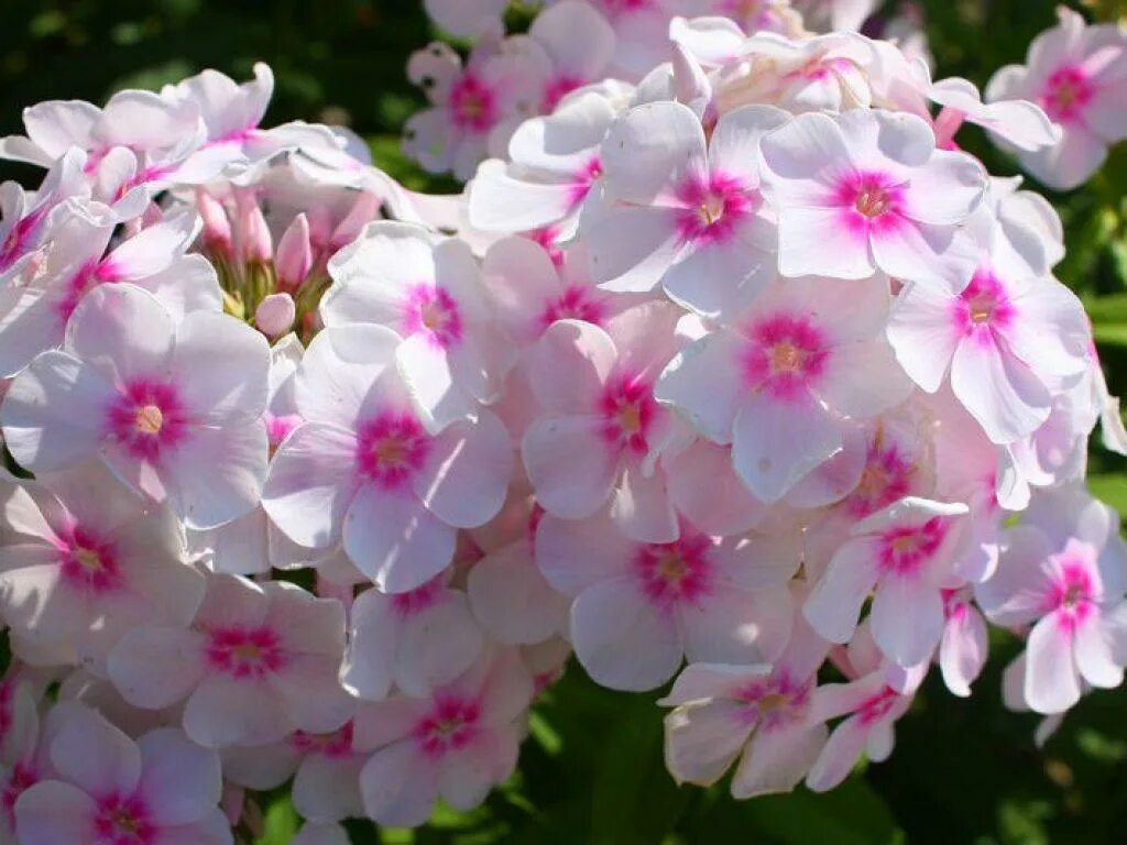 Флокс метельчатый Европа. Флокс метельчатый. Флокс Phlox Europa. Флокс paniculata Europa. Флокс цеппелин