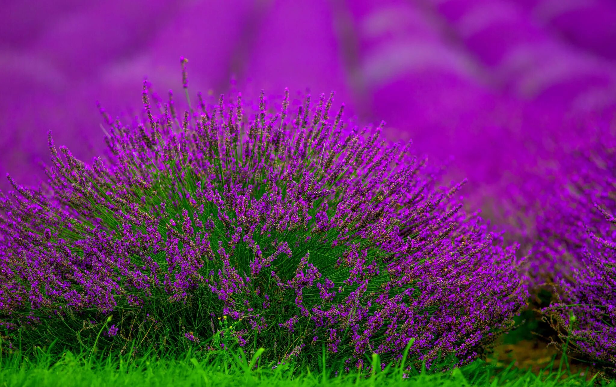 Purple ground