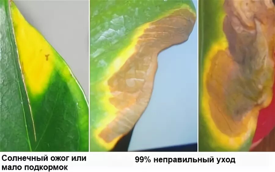 сингониум росток. после пересадки желтеют листья. желтеют листья у женского счастья. фикус каучуконосный желтеют листья. септориоз на рассаде томатов.