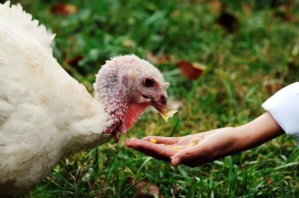 Индюшата пищат