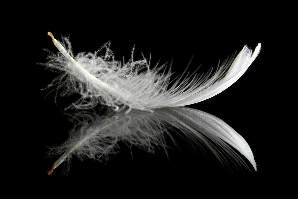 Flying feather