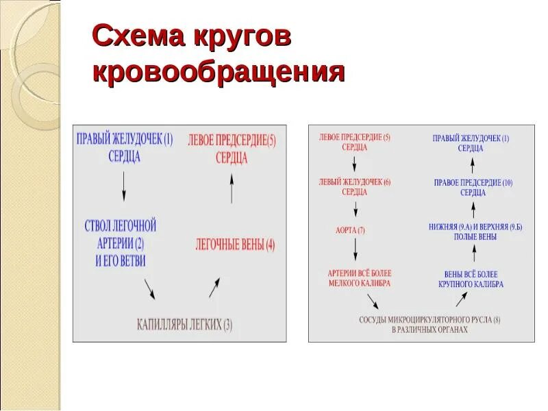 Таблица изменение крови в кругах кровообращения Круги кровообращения кратко схема