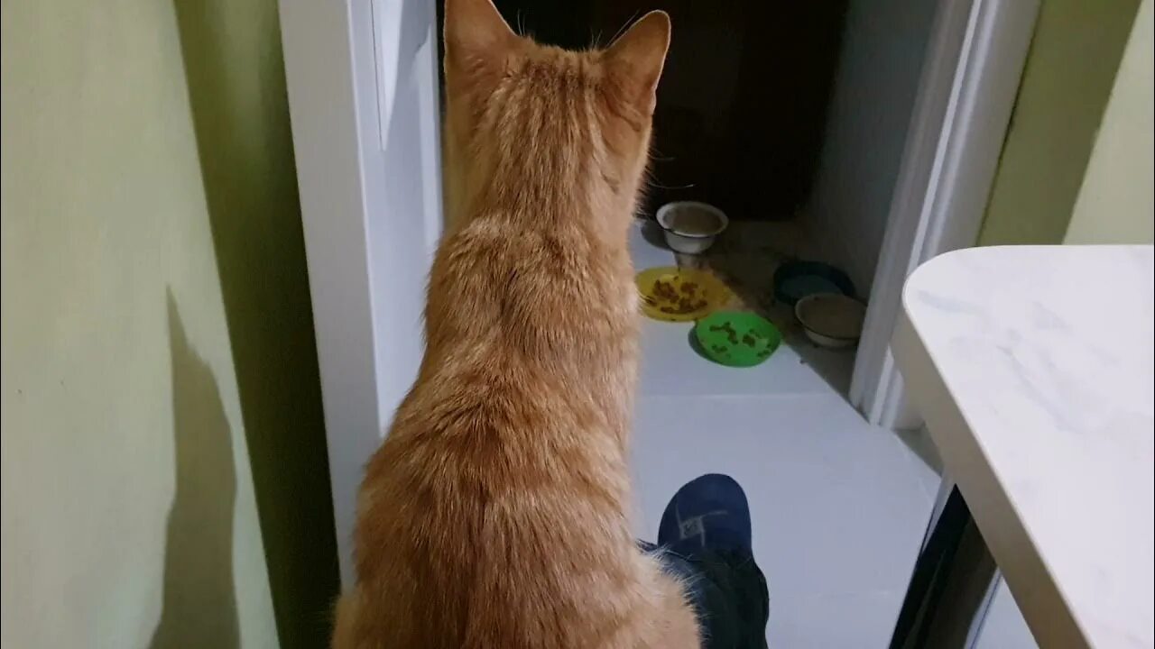 Кошка качается. Кот криво сидит. кошка медитирует. котенок качается. кошка сидит качается.