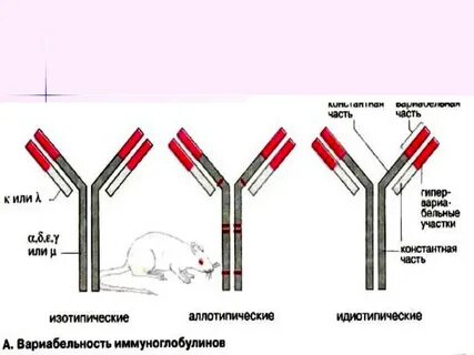 Иммуноглобулин а повышен