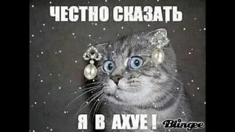 Ахуе ахуехал. Стрим с собакой. Честно сказать я впхуе. Кассета для обложки трека. Честно говоря я в шоке.
