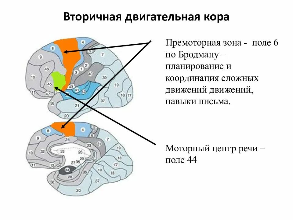Вторичные поля мозга. Поля головного мозга по Бродману. 6 Поле Бродмана. Головной мозг цитоархитектонические поля Бродмана. Моторная зона с полями Бродмана.