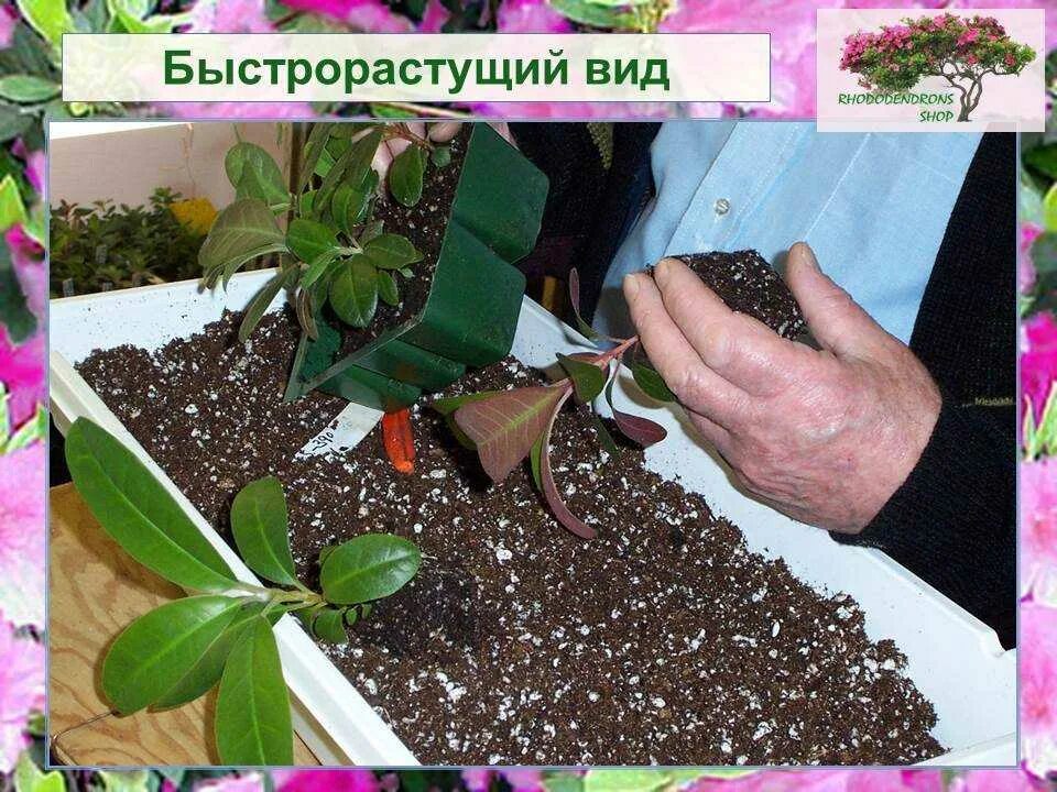 Рододендрон размножение черенками. Рододендрон Росток. Черенкуем рододендрон. Рододендрон прорастить семена. Размножение рододендрона вечнозеленого.