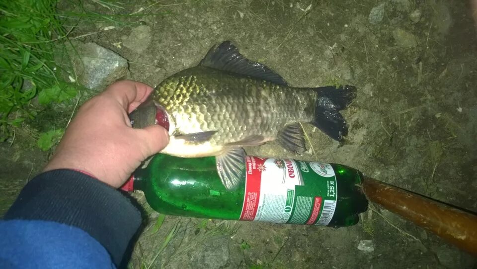 Эх хвост чешуя картинки. Хвост чешуя. Хвост чешуя слушать. Хвост чешуя слушать. Токарев эх хвост чешуя.