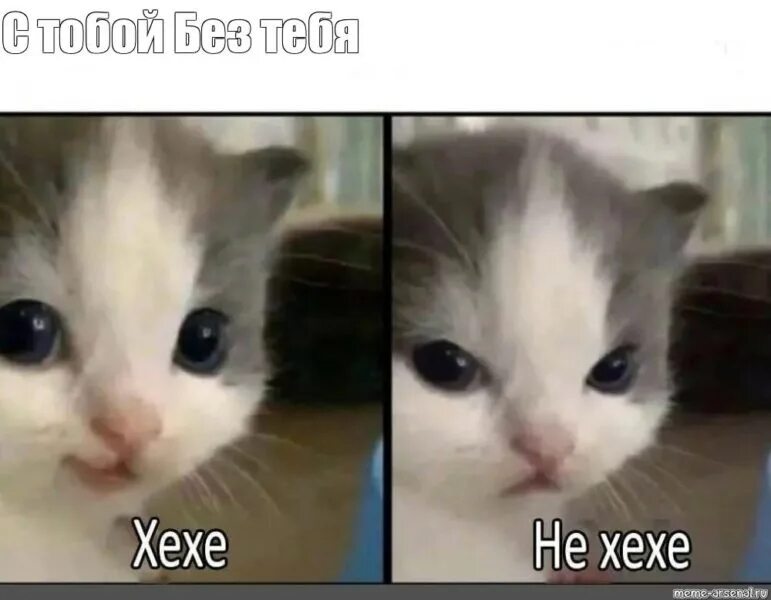 Кот мем 2025. Кот мем 2025
