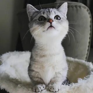 Мини котики