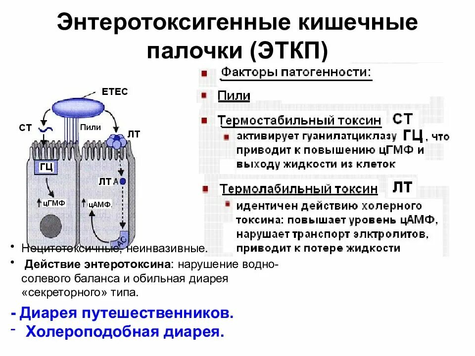 Энтеротоксигенные кишечные палочки. Токсины кишечной палочки. Механизм действия токсинов. Энтеротоксин кишечной палочки. Свойства кишечной палочки