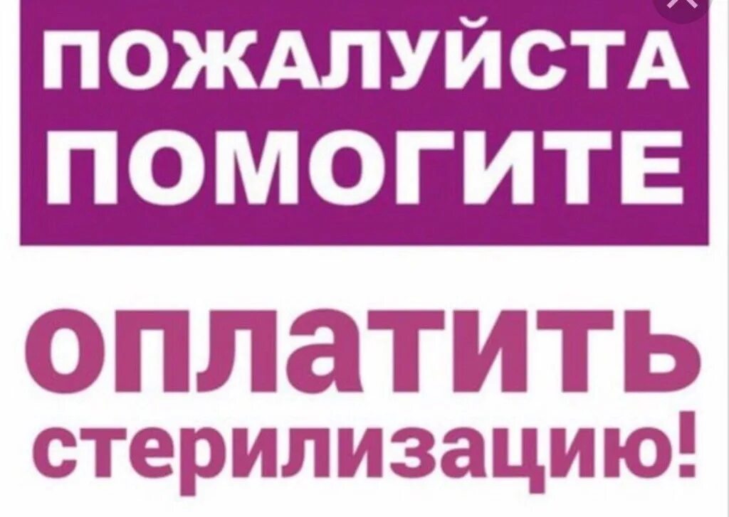 Помогите оплатить стерилизацию. Помогите с оплатой стерилизации. Нужна помощь в оплате стерилизации. Помогите на стерилизацию. Надпись стерильно