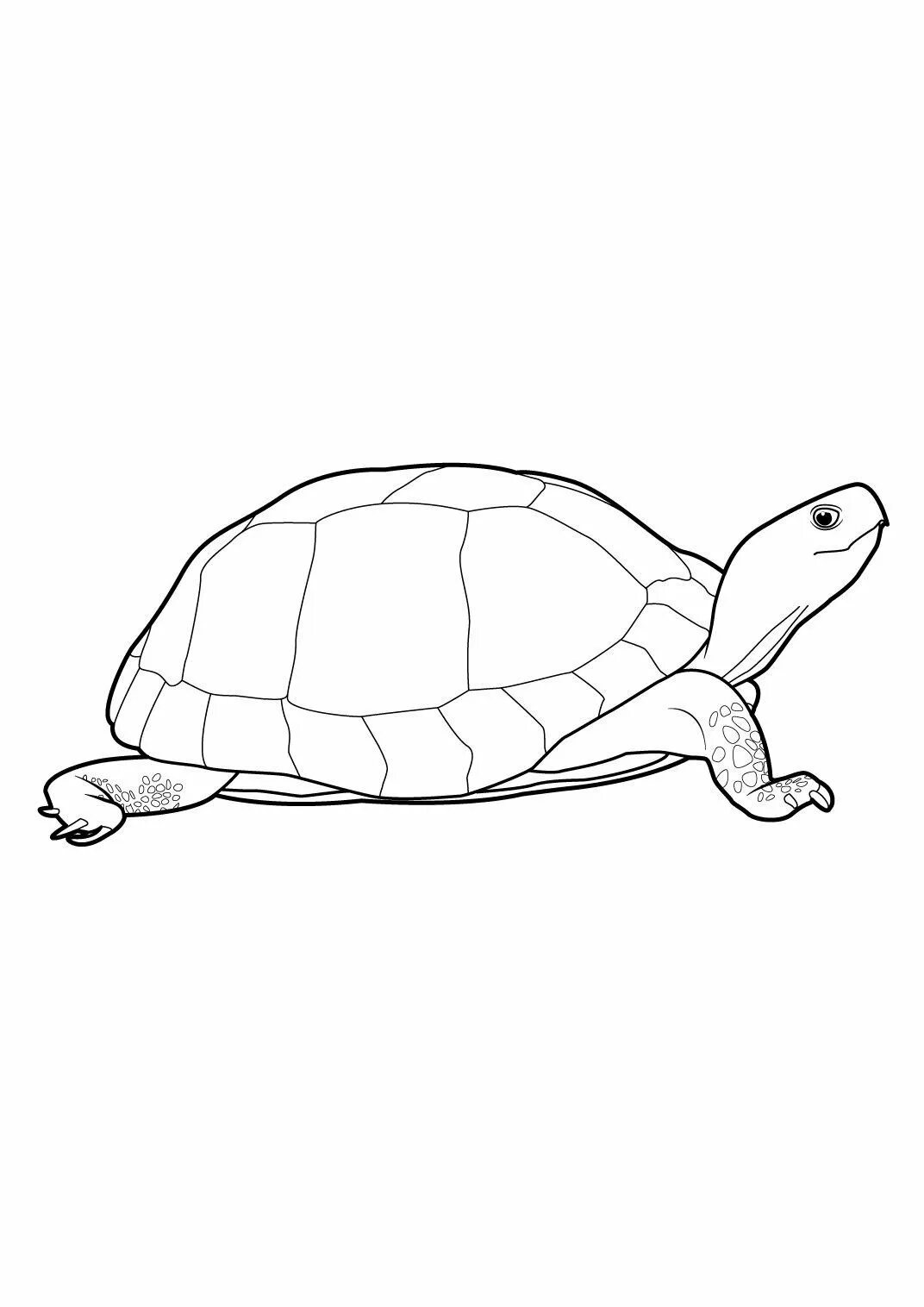 Черепаха рисунок. Раскраска черепаха. Черепашка рисунок. Нарисовать черепаху.