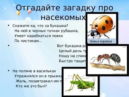 Песня насекомых