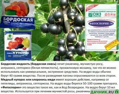 Можно ли опрыскивать смородину кусты