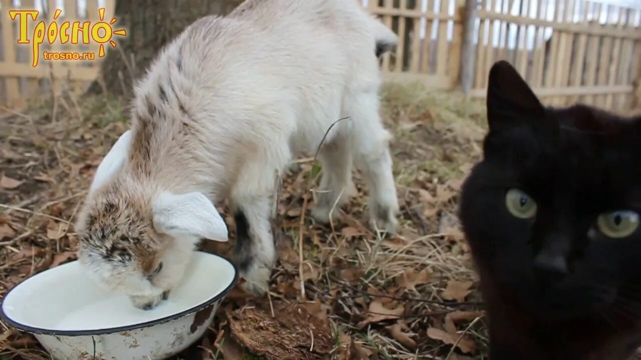 Дают ли молоко козлята. Козлята и молоко. Козленок пьет молоко. Козленок пьет. Кормление козлят из миски.