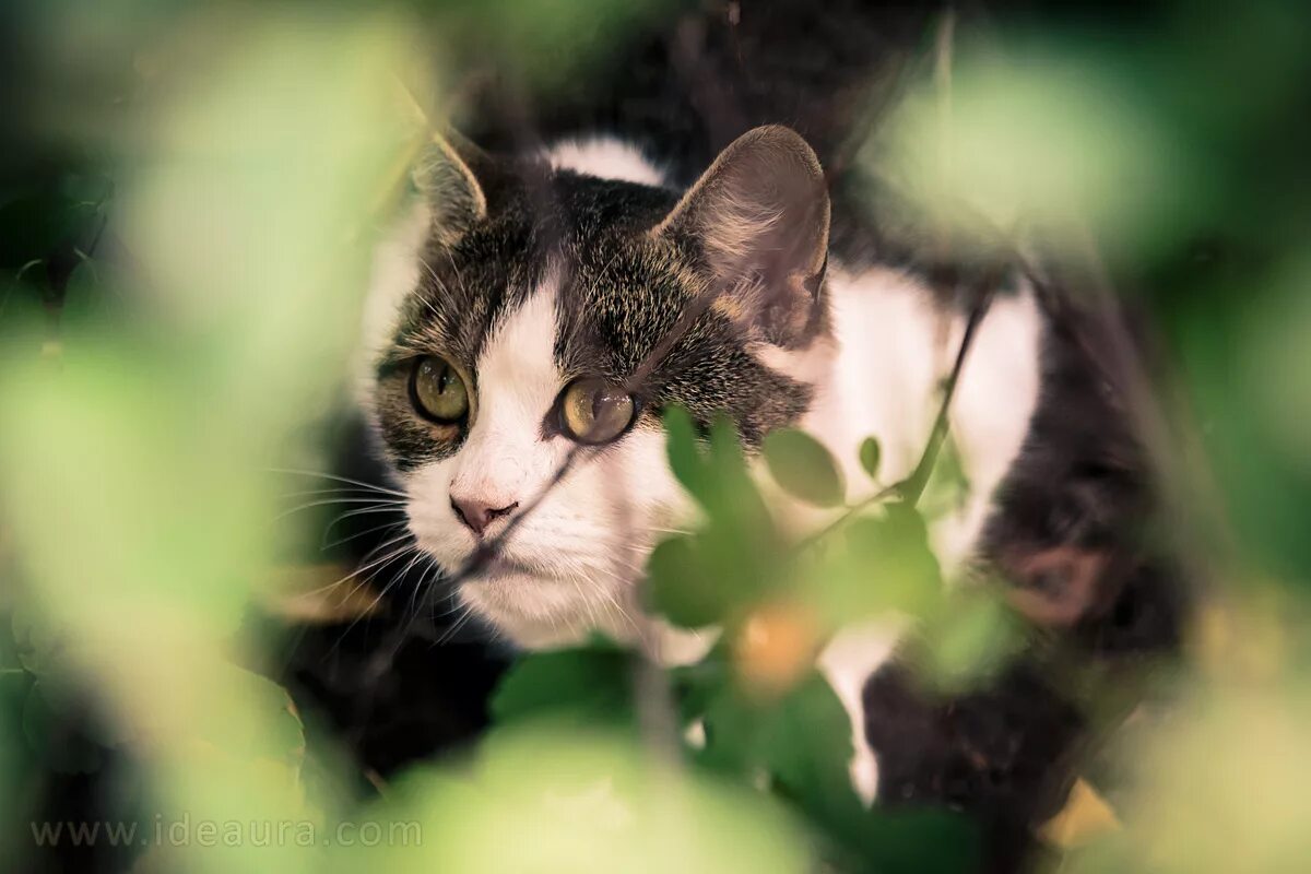 фото красивых кошек в засаде. кошка в засаде. кошка в засаде. котенок в кустах. рыжий кот выглядывает из за.