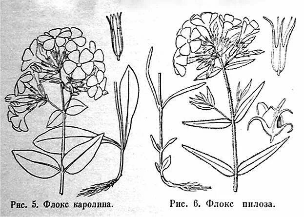Какая высота флоксов. Какая высота флоксов