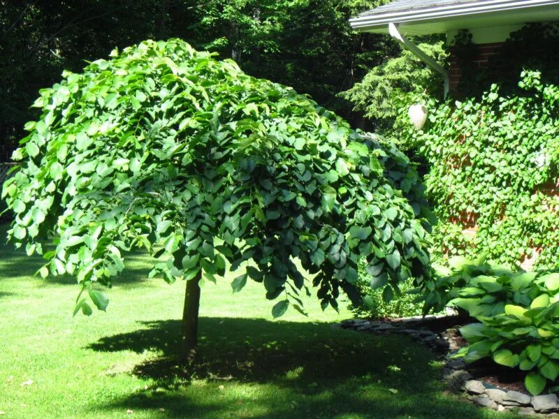 Вяз шершавый Пендула. Вяз шершавый (Ulmus glabra). Вяз Плакучий дерево. Вяз Пендула Мауро.