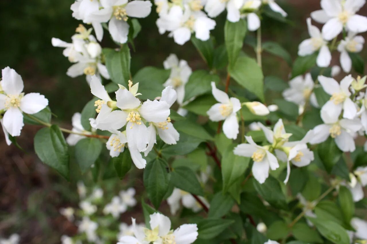 чубушник мелколистный земляничный. чубушник аваланч. чубушник земляничный. чубушник земляничный. чубушник аваланш земляничный.