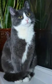 Грудка кошки