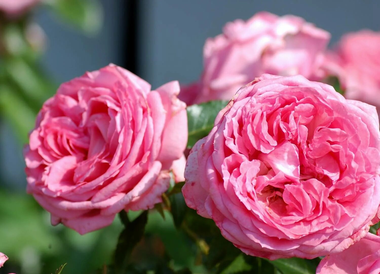 La rose новосибирск цветы. Роза бьенвеню плетистая. Роза флорибунда мари кюри. Ля ля розовый. Роза розе де молинард.