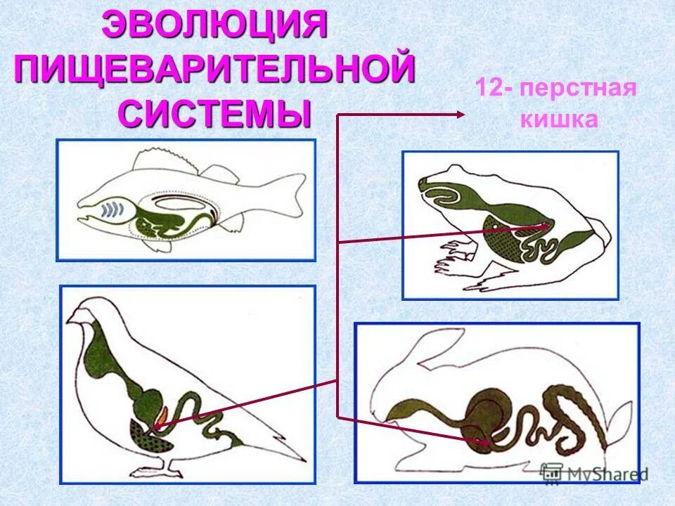 Направления эволюции пищеварительной. Эволюция пищеварительной системы. Эволюция пищеварительной системы животных. Эволюция пищеравительной система животных. Эволюция развития пищеварительной системы.